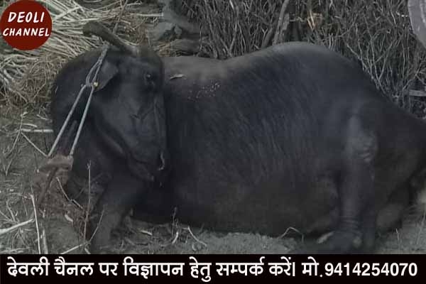 विद्युत विभाग की लापरवाही पड़ी भारी, करंट लगने से भैंस की हुई मौत